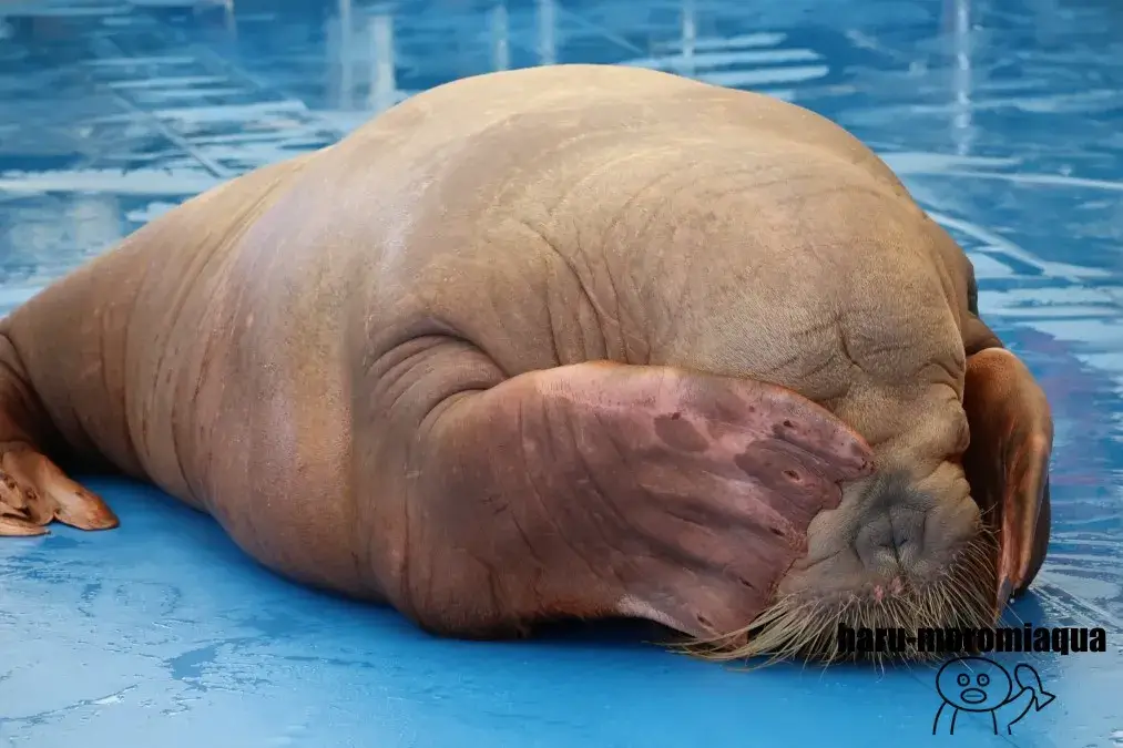 鳥羽水族館　セイウチふれあいタイム