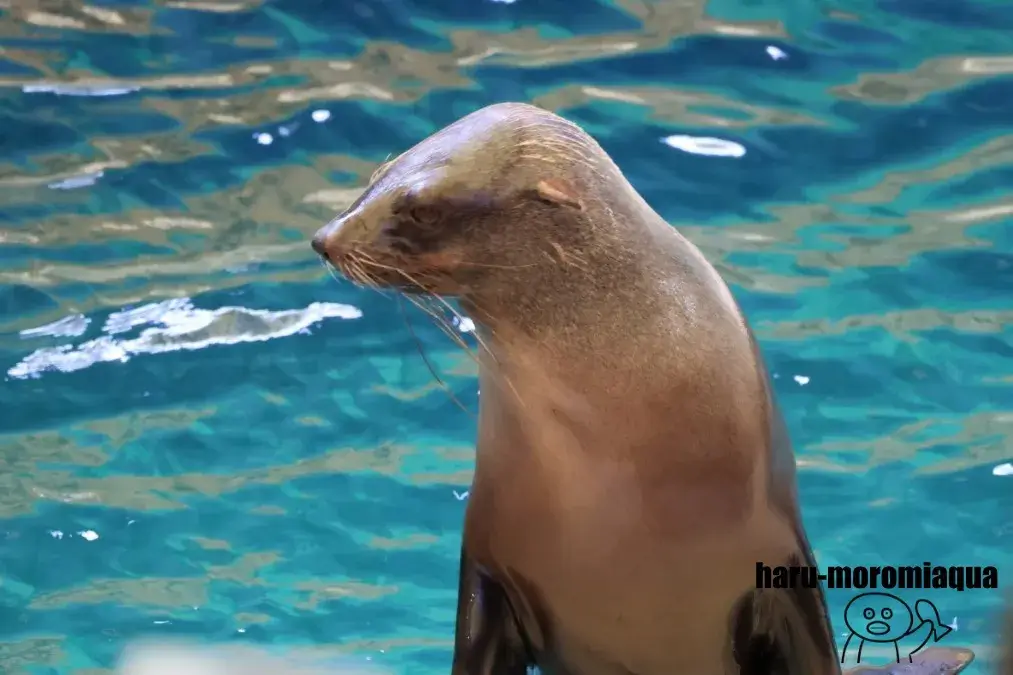 鳥羽水族館　アシカ