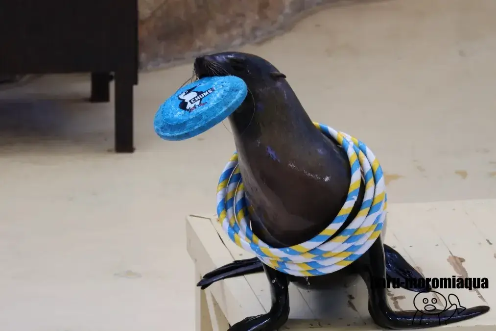 鳥羽水族館　アシカショー