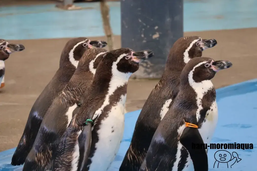 鳥羽水族館　ペンギン