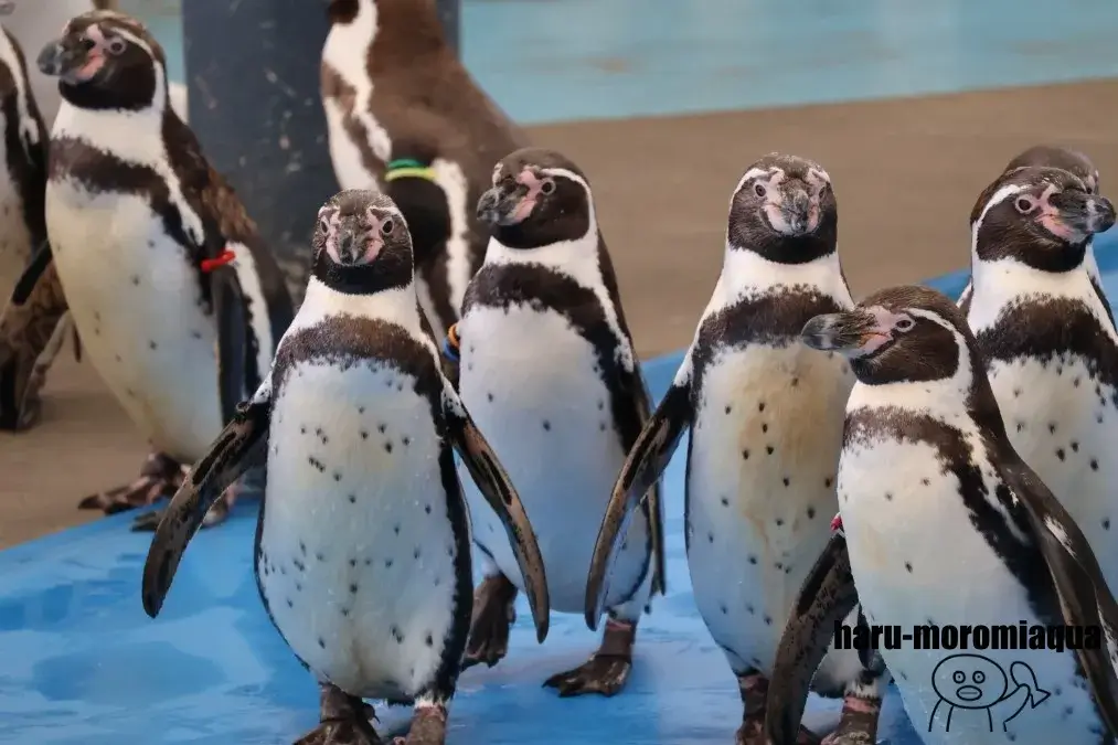 鳥羽水族館　フンボルトペンギン