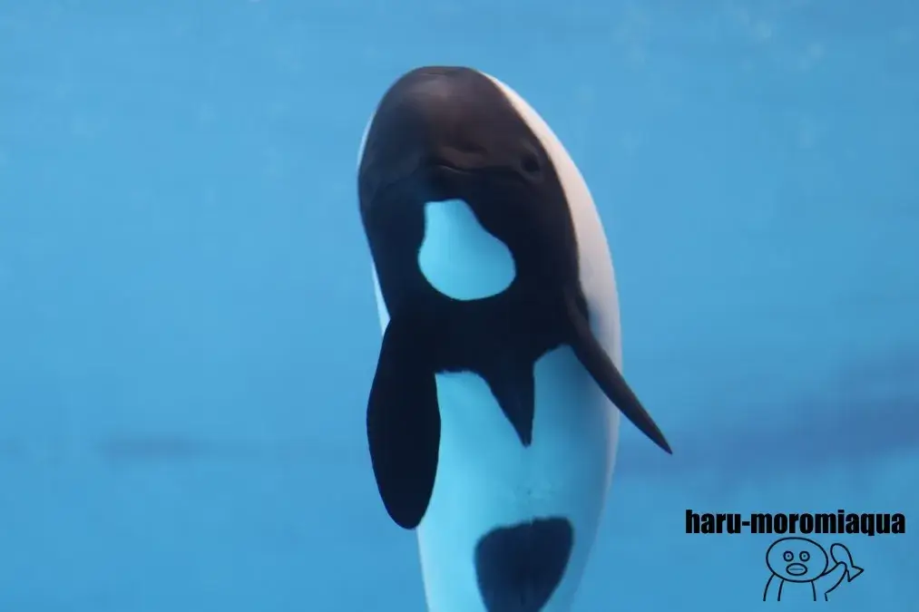 鳥羽水族館　イロワケイルカ