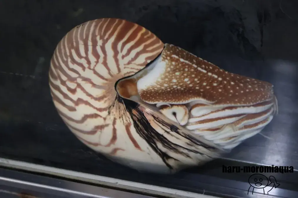 鳥羽水族館　オウムガイ